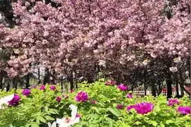 跟着“繁花”去旅行！“春日经济”激活大众消费热情图片