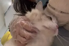 23岁女设计师春节不回家，在杭州兼职上门喂猫：忙得不可开交，最多一天跑20家客户图片