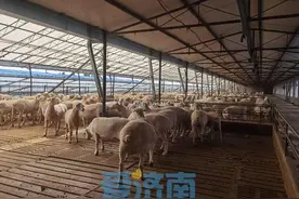 20年的专心培育换来好效益，探访“鲁中肉羊”新品种养殖户盈利秘诀图片