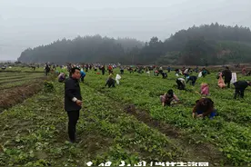 锦屏县敦寨镇：“油菜+”轮作模式 “冬闲田”变“增收地”图片