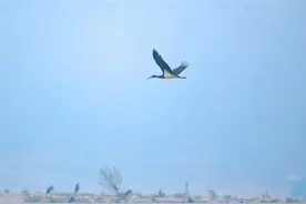 鸟中“大熊猫”现身湖北枝江！图片