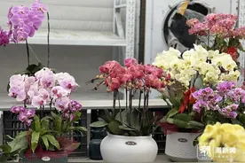 设计师花园展区、鲜切花园艺馆…… 2025萧山花木节最新剧透来啦图片