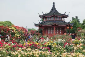 南阳卧龙发展优势特色产业 助推乡村振兴图片