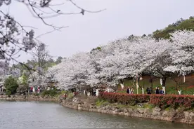春日赏花正当时①：樱花盛放似春雪，来这些地方打卡当季“顶流”图片