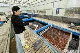 宝山藏锦鲤！万“鲤”挑一，成品锦鲤要“选美”还要“美容”图片