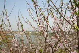 西塞山区第三届张志和桃花节明日启幕图片