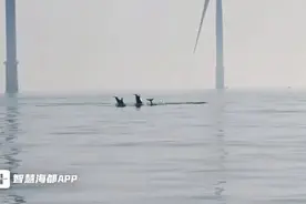 春日奇观！平潭海域惊现十余只海豚，专家：它们只是“路过”……图片