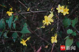 南京幕府山上，迎春花不遵时令冬日绽放图片