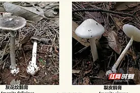 有毒，勿近！一旦误食请这样自救图片