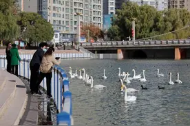 新疆库尔勒市：孔雀河上天鹅欢图片
