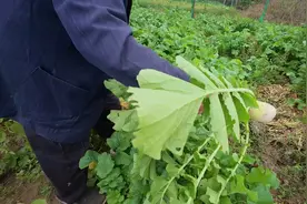 倔强的黄州萝卜，外向的佛手山药，念旧的黄梅鱼面 大别山土特产“隐藏款”百味千面图片