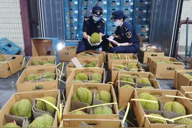 广州南沙口岸迎今年首批泰国榴莲图片