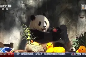 渝可、渝爱2岁啦！祝熊猫宝宝们生日快乐🎂图片