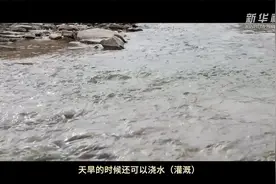 微视频丨“中国饭碗”装中国粮，总书记行之念之图片