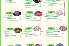 春季赏花地图来啦，欢迎来山东看迎春花和牡丹花图片