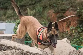 解码国内五大王牌消防搜救犬犬种的“超能力基因”图片