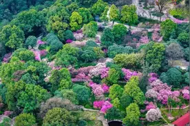 重庆赏花游热度飙升！“国风赏花”“寻宝小众花”等成赏花新潮流图片