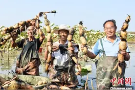 河南镇平：白露时节采藕忙图片