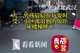 流浪狗致男童受伤 喂养人该担责吗？图片