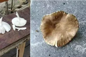 别碰！别吃！警惕野生菌中毒图片