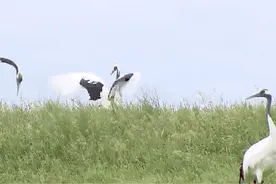 清凉在龙江丨风过苇塘鹤飞翔图片