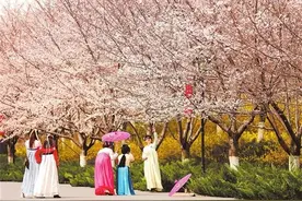 这份河南赏花打卡攻略，快点收藏吧！图片