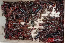 鲜活小龙虾跟着寒潮突降武汉，以更高性价比开启江城“吃虾季”图片