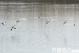 罕见画面！天鹅降落全过程实拍，反推+脚刹一气呵成图片