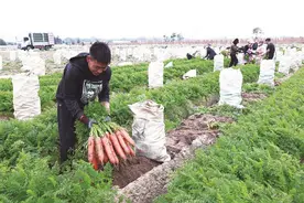 石狮萝卜采摘忙  跨越山海 丰收致富图片