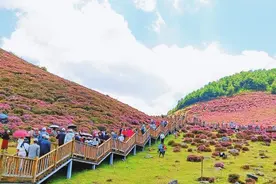云南禄劝：万亩杜鹃引客来图片