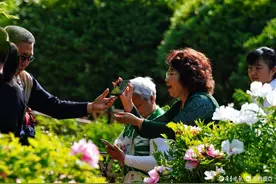 百花公园牡丹园内，市民边拍照边享受春天图片