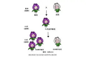 基因的探索史图片