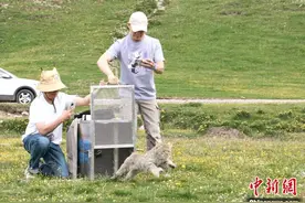 世界首例被救护荒漠猫佩戴卫星定位项圈放归月余 生存状况正常图片