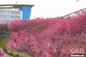 大理大学樱花绽放扮靓校园图片