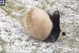 甘肃熊猫在打滚，辽宁熊猫在打盹，它们为何爱在雪天撒欢？图片