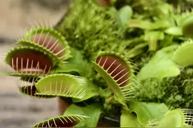 猪笼草、茅膏菜、捕蝇草、瓶子草……70种“动物杀手”等你来赏！图片