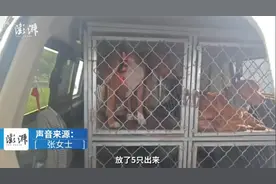 5条猎狗围咬，太婆全身上百个创口，村干部：上山捕野猪时发生意外图片