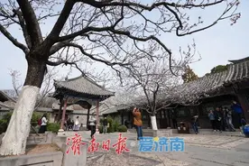 济南趵突泉万竹园：杏花盛开 春色满园图片