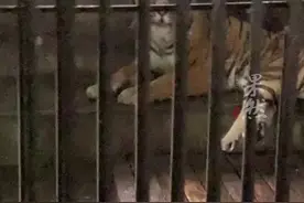 暴雨后的广东佛山动物园：积水深逾1米，未转移的猛兽“显得暴躁”图片