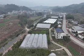 桑植：大棚漂浮育苗，助力3.93万亩烟苗茁壮成长图片