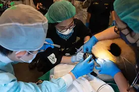 台北动物园大熊猫家族健康检查 “圆宝”有2处问题要调理图片
