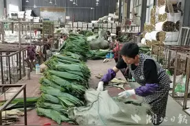 鹤峰：人大代表当好“带头人”　小小箬叶变身“致富叶”图片