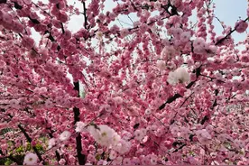 太原市发布2024赏花季线路图图片