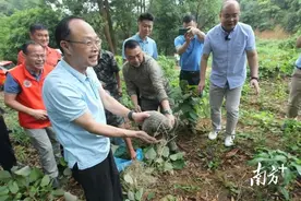 省樟木头林场再现野生中华穿山甲图片