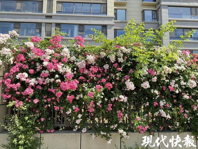 五月蔷薇盛放，连云港海州藏不住的春日浪漫来了