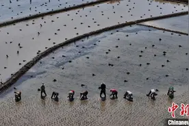 河南固始：初夏时节插秧忙图片
