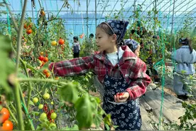 走进番茄园，这群小学生开启研学之旅图片