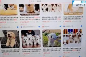 “成堆的动物尸体”！屡禁不止！快递点又现这种快递……图片
