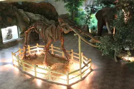 走进河北县级博物馆丨万年古象化石“讲述”史前故事——迁安市博物馆探访图片