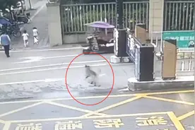 又一起！恶犬未拴绳袭击小孩，警方回应图片